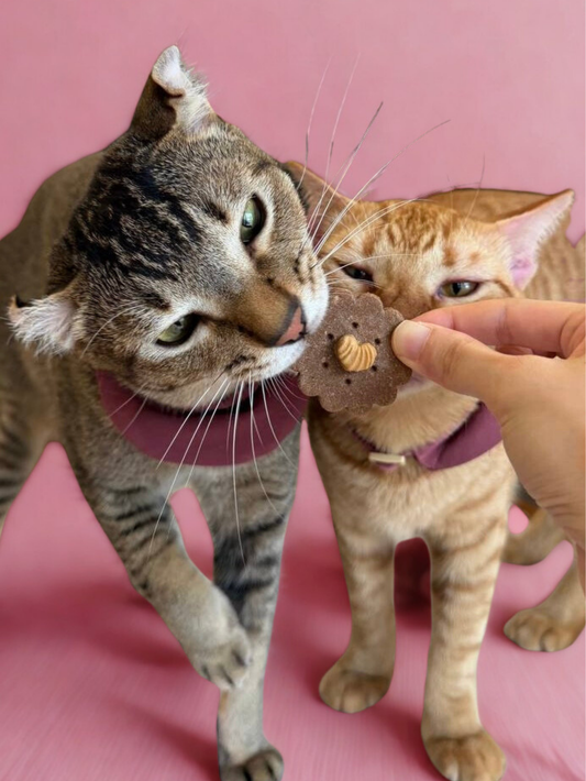 love is in the air (february special) | hoy's meat-based cookies