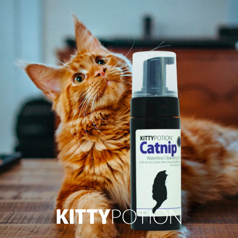 kittypotion catnip foam