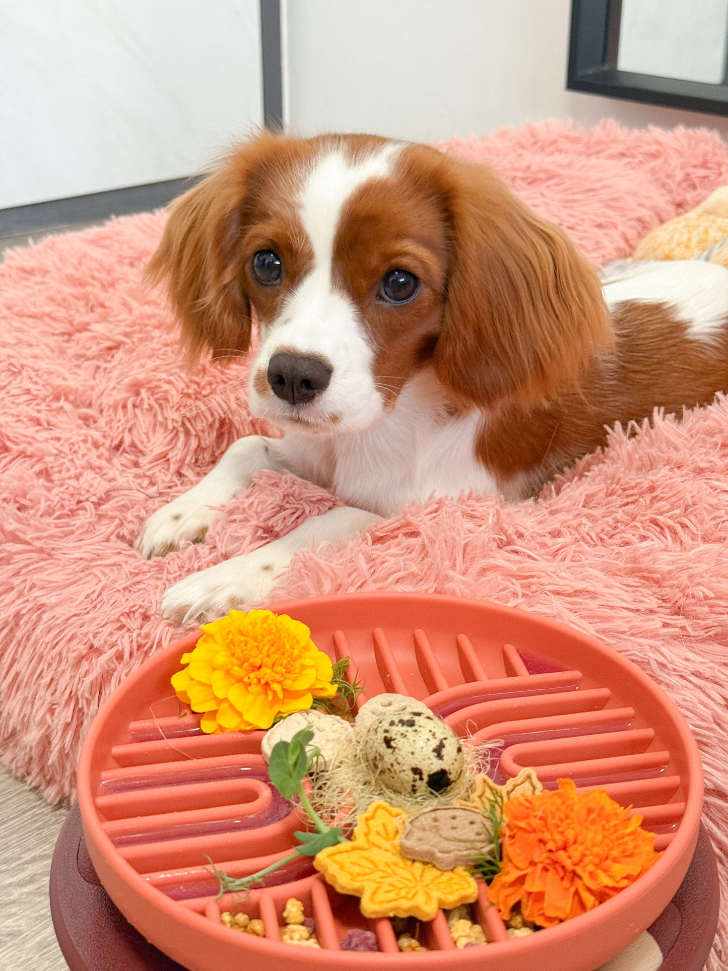 the georgia (fossil)