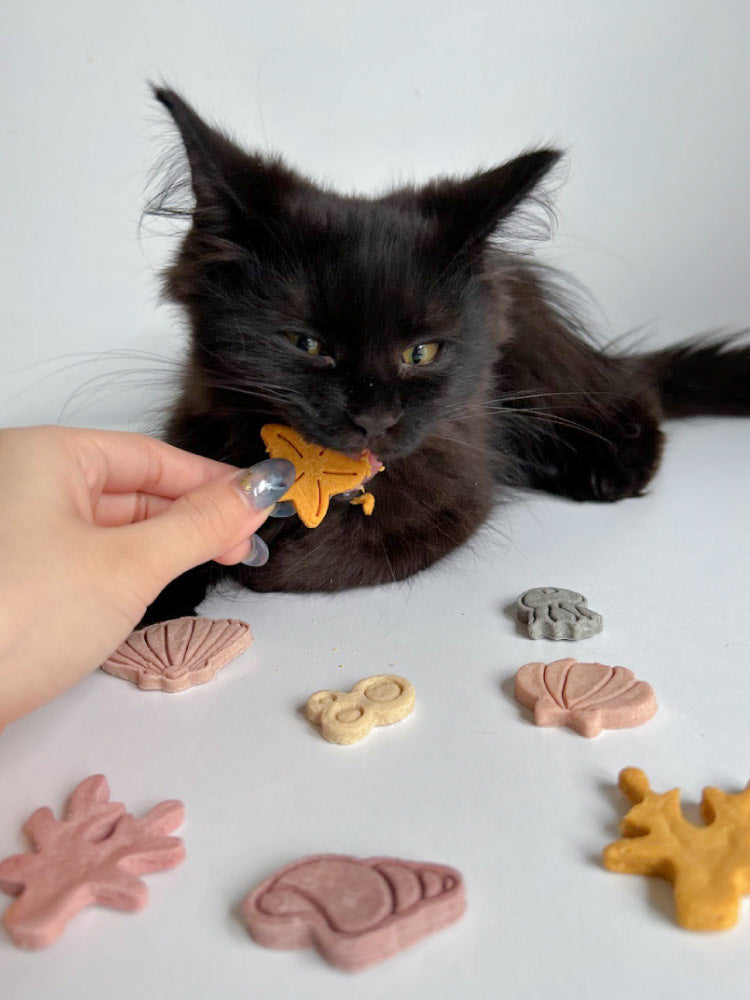 under the sea | hoy's meat-based cookies